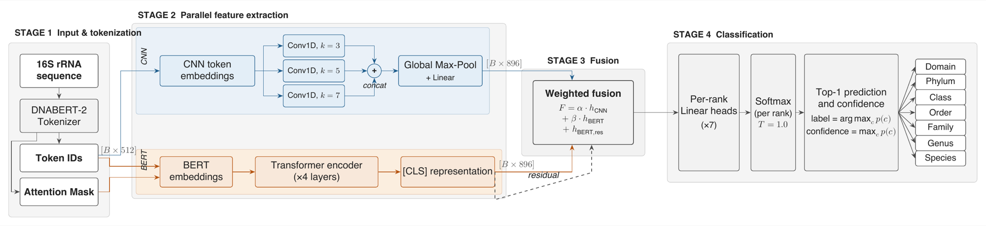 Four-stage DeepTaxa diagram: tokenization, parallel CNN and BERT feature extraction, weighted fusion, and per-rank classification