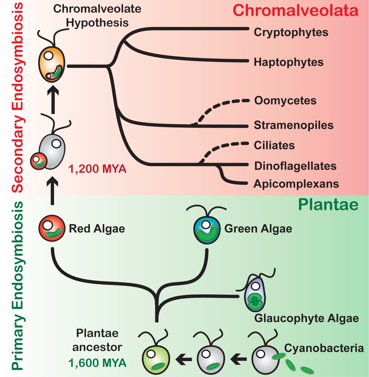 Diagram of primary and secondary endosymbiosis giving rise to Plantae and chromalveolate algal lineages